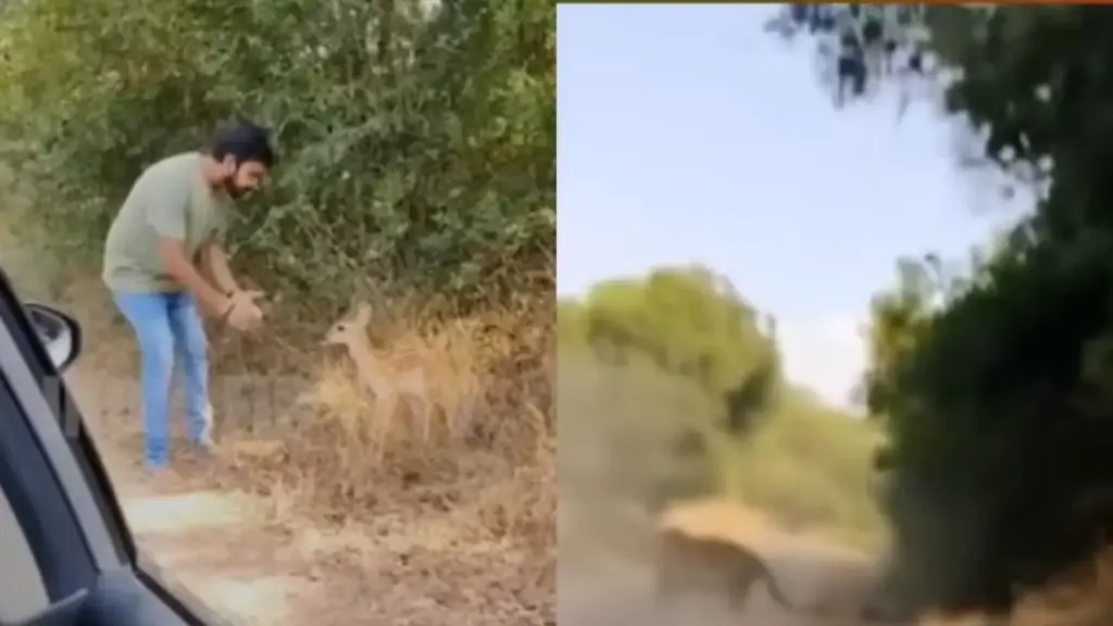 A man was shooting a video with a deer, when a cheetah came out of the bush! You will be breathless after watching the viral video