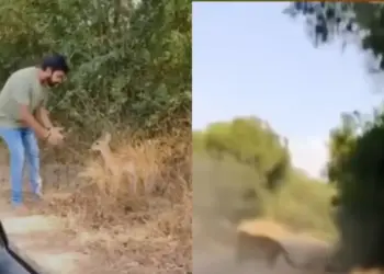 A man was shooting a video with a deer, when a cheetah came out of the bush! You will be breathless after watching the viral video
