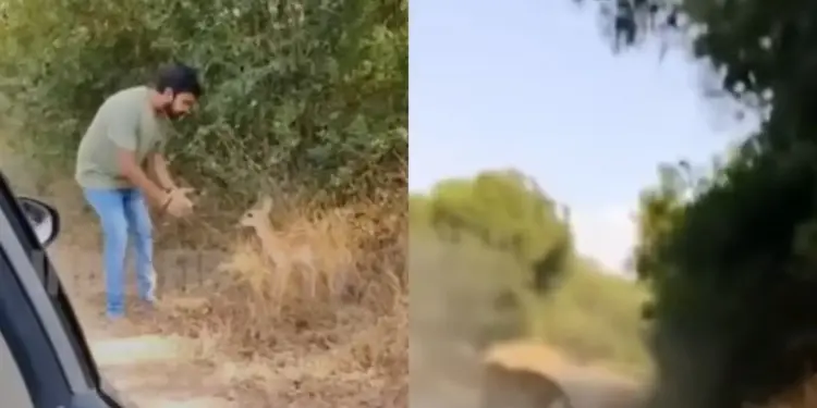 A man was shooting a video with a deer, when a cheetah came out of the bush! You will be breathless after watching the viral video