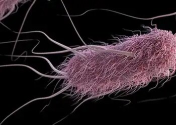 Antimicrobial peptides are an effective alternative to antibiotics, also effective in dealing with AMR: Study