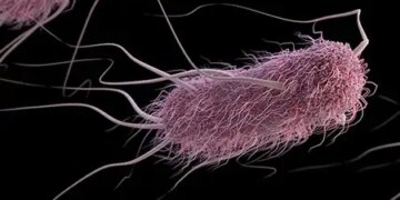 Antimicrobial peptides are an effective alternative to antibiotics, also effective in dealing with AMR: Study
