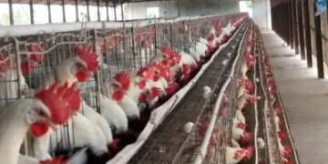 स्पेन में बर्ड फ्लू का प्रकोप बढ़ा, सरकार ने सभी पोल्ट्री फार्म बंद करने के दिए आदेश