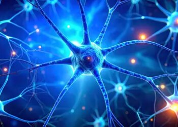 Dark chocolate and berries helpful in improving memory and reducing stress: Study