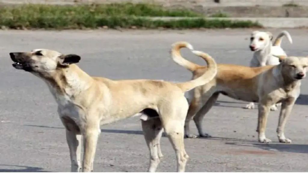 Dog Bite Compensation: A woman petitioned the High Court for the bite of a stray dog ​​in Delhi and sought Rs 20 lakh compensation from MCD, know the basis of which decision?, Delhi high court sought reply from mcd as woman seeks Rs 20 lakh compensation for dog bite.