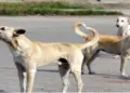 Dog Bite Compensation: A woman petitioned the High Court for the bite of a stray dog ​​in Delhi and sought Rs 20 lakh compensation from MCD, know the basis of which decision?, Delhi high court sought reply from mcd as woman seeks Rs 20 lakh compensation for dog bite.