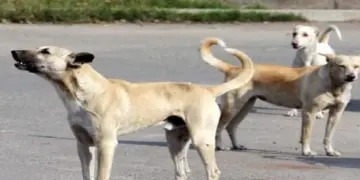 Dog Bite Compensation: A woman petitioned the High Court for the bite of a stray dog ​​in Delhi and sought Rs 20 lakh compensation from MCD, know the basis of which decision?, Delhi high court sought reply from mcd as woman seeks Rs 20 lakh compensation for dog bite.