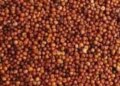 Finger millet is a big treasure of health in small grains, consuming it will keep you energetic throughout the day.