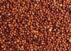 Finger millet is a big treasure of health in small grains, consuming it will keep you energetic throughout the day.