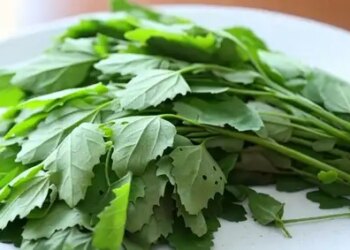 From intestines to joints, know how Bathua keeps the body fit?