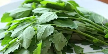From intestines to joints, know how Bathua keeps the body fit?