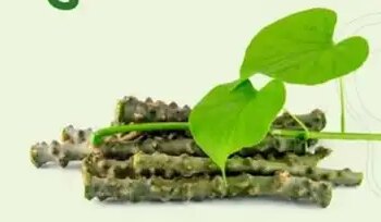 Giloy is helpful in fighting cancer by balancing the three doshas, ​​increases immunity.