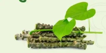 Giloy is helpful in fighting cancer by balancing the three doshas, ​​increases immunity.