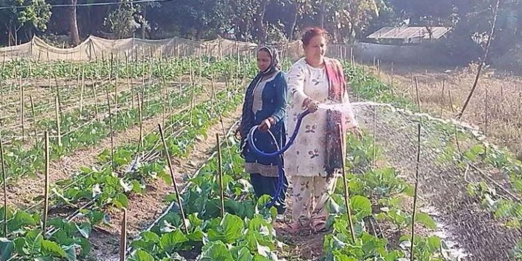 Him Krishi Yojana: An initiative giving new direction to the agricultural heritage of the mountains. Himachal is moving from traditional farming to modernity.