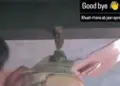 In the passion of views and followers, a young man made a reel by hanging himself, as soon as the video was uploaded, ATS knocked