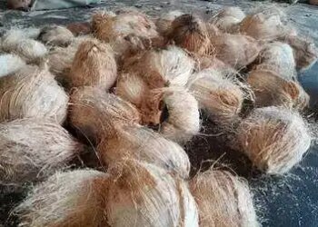 Karnataka: Tiptur coconut may soon get GI tag recognition, old demand of farmers will be fulfilled