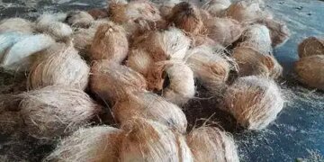 Karnataka: Tiptur coconut may soon get GI tag recognition, old demand of farmers will be fulfilled