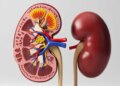 Release of protein in urine is dangerous, learn Ayurvedic home remedies to get relief