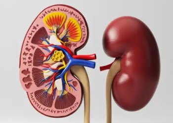 Release of protein in urine is dangerous, learn Ayurvedic home remedies to get relief