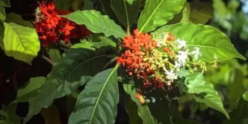 सर्पगंधा: आयुर्वेद की शक्तिशाली औषधि, जो ब्लड प्रेशर, तनाव और अनिद्रा को करे दूर