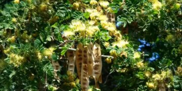 Shirish: A treasure trove of Ayurvedic properties, you will be stunned to know the benefits.
