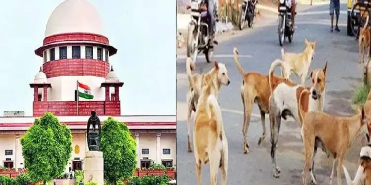 Supreme Court On Stray Dogs: Supreme Court will pronounce verdict on stray dogs matter on 7 November, gave this warning to the Chief Secretaries of the states, Supreme Court to pronounce verdict on stray dogs matter on 7 November 2025
