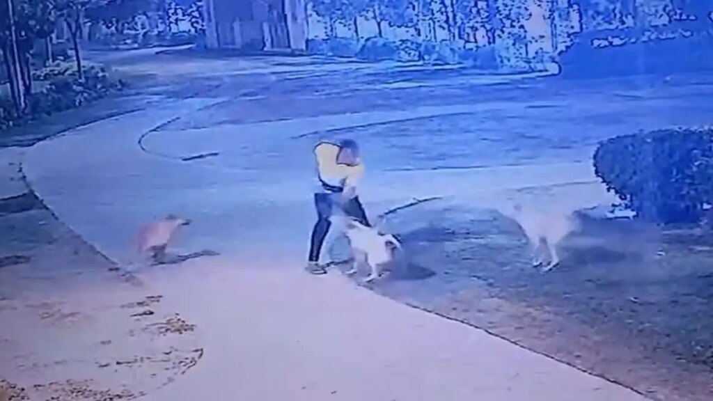 Terrible incident in Greater Noida! Dogesh gang attacks a person who was out for a walk, you will be shocked to see the viral video of the incident