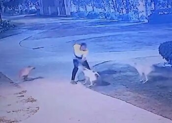 Terrible incident in Greater Noida! Dogesh gang attacks a person who was out for a walk, you will be shocked to see the viral video of the incident