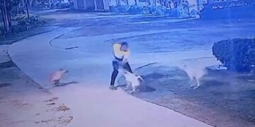 Terrible incident in Greater Noida! Dogesh gang attacks a person who was out for a walk, you will be shocked to see the viral video of the incident