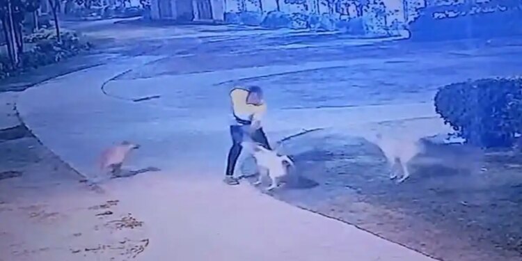 Terrible incident in Greater Noida! Dogesh gang attacks a person who was out for a walk, you will be shocked to see the viral video of the incident