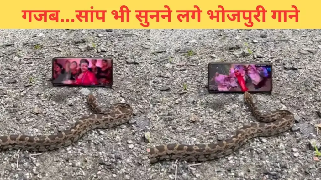 The snake is crazy about Bhojpuri songs, if you don't believe then watch this video yourself.