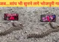 The snake is crazy about Bhojpuri songs, if you don't believe then watch this video yourself.