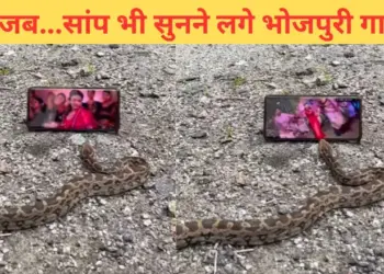 The snake is crazy about Bhojpuri songs, if you don't believe then watch this video yourself.
