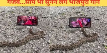 The snake is crazy about Bhojpuri songs, if you don't believe then watch this video yourself.