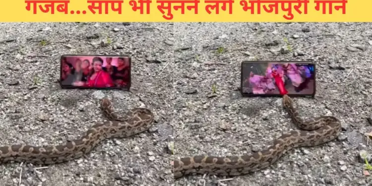 The snake is crazy about Bhojpuri songs, if you don't believe then watch this video yourself.