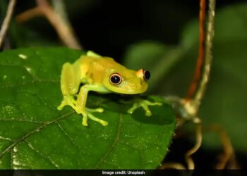 To cure back pain, a woman swallowed 8 live frogs, you will be shocked to know what happened next