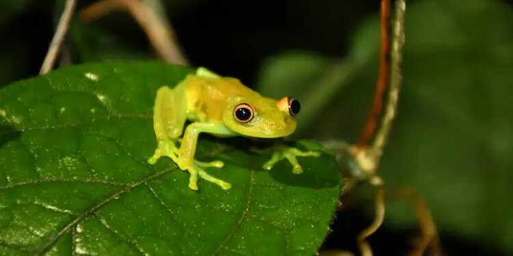 To cure back pain, a woman swallowed 8 live frogs, you will be shocked to know what happened next