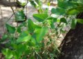 Water Water: Miraculous medicine of Ayurveda, beneficial in many diseases