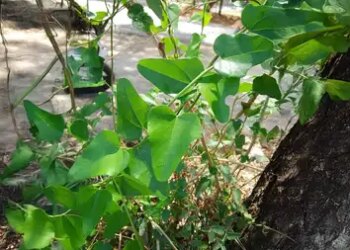 Water Water: Miraculous medicine of Ayurveda, beneficial in many diseases