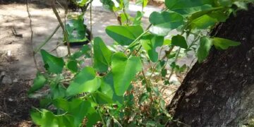 Water Water: Miraculous medicine of Ayurveda, beneficial in many diseases