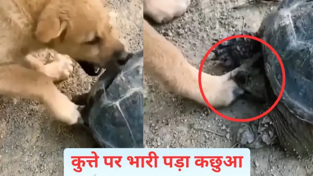 Will you become a dog, the turtle has made your condition worse, you will laugh after watching the video.