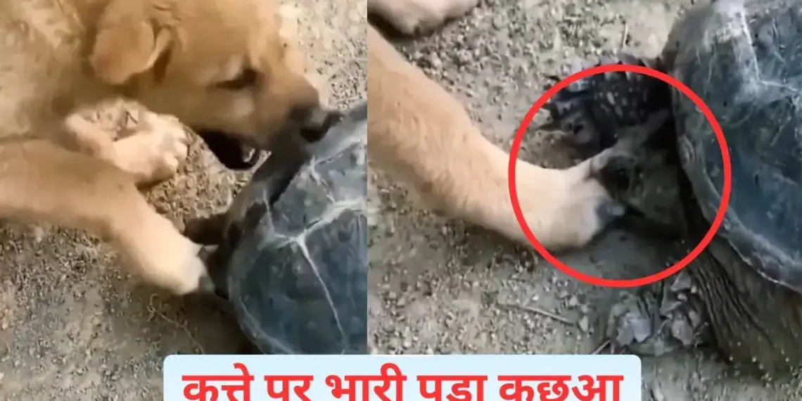 Will you become a dog, the turtle has made your condition worse, you will laugh after watching the video.