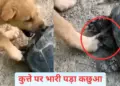 Will you become a dog, the turtle has made your condition worse, you will laugh after watching the video.
