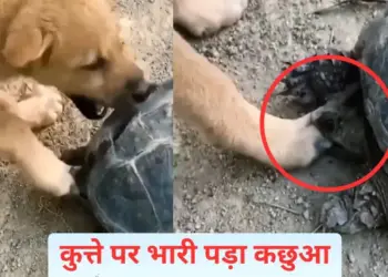 Will you become a dog, the turtle has made your condition worse, you will laugh after watching the video.