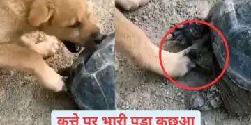 Will you become a dog, the turtle has made your condition worse, you will laugh after watching the video.