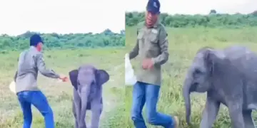 A little elephant was playing catch with a man, this cute video going viral will touch your heart