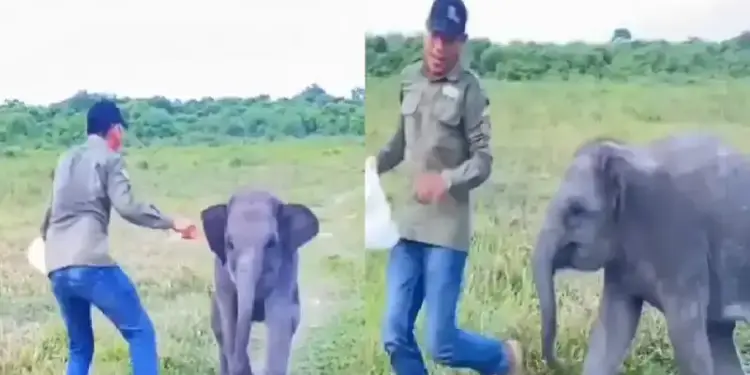 A little elephant was playing catch with a man, this cute video going viral will touch your heart
