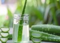 Aloe vera is a lifesaver for skin and hair in winter, know how to use it