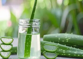 Aloe vera is a lifesaver for skin and hair in winter, know how to use it