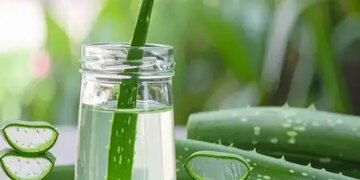 Aloe vera is a lifesaver for skin and hair in winter, know how to use it
