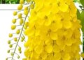 Amazing Amaltas: Helpful in strengthening the digestive system, also a panacea for skin diseases.
